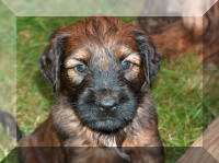 Briard Zucht Lbeck, Schleswig-Holstein