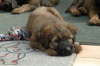 Briard Zucht L�beck, Schleswig-Holstein