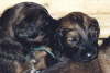 Briard Zucht L�beck, Schleswig-Holstein