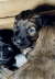 Briard Zucht L�beck, Schleswig-Holstein