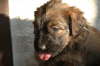 Briard Zucht L�beck, Schleswig-Holstein