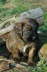 Briard Zucht L�beck, Schleswig-Holstein