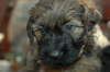 Briard Zucht L�beck, Schleswig-Holstein