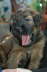 Briard Zucht L�beck, Schleswig-Holstein