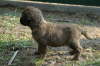 Briard Zucht L�beck, Schleswig-Holstein