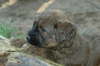 Briard Zucht L�beck, Schleswig-Holstein