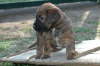 Briard Zucht L�beck, Schleswig-Holstein