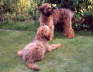 Briard Zucht L�beck, Schleswig-Holstein