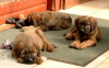 Briard Zucht L�beck