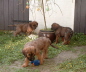 Briard Zucht Lbeck