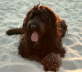 Briard Zucht L�beck, Schleswig-Holstein