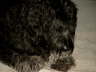 Briard Zucht L�beck, Schleswig-Holstein