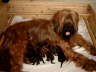 Briard Zucht Lbeck