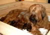 Briard Zucht Lbeck