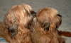 Briard Zucht L�beck, Schleswig-Holstein