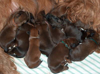 Briard Zucht Lbeck, Schleswig Holstein