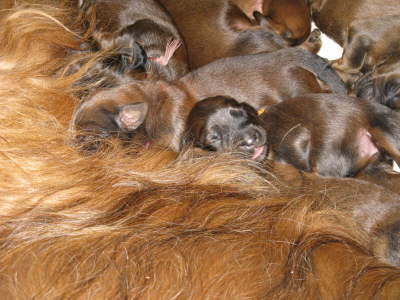 Briard Zucht Lbeck, Schleswig Holstein