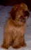 Briard Zucht L�beck, Schleswig-Holstein