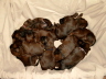 welpen im Korb  Briard Zucht aus L�beck