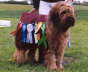 Briard Zucht L�beck, Schleswig-Holstein