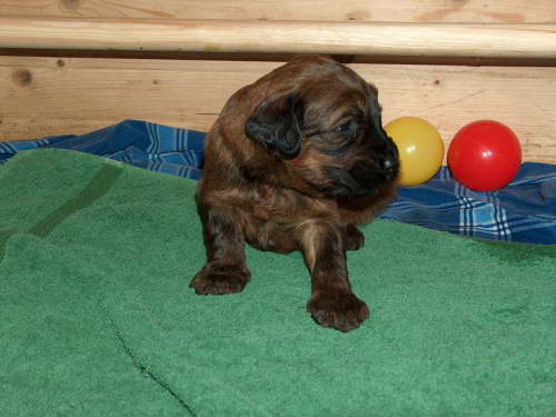 Briard Zuch Lbeck Schleswig Holstein 