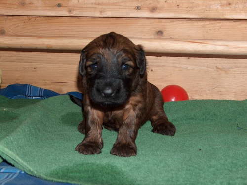 Briard Zuch Lbeck Schleswig Holstein 