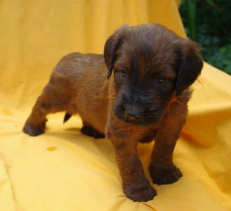 Briard Zucht Lbeck, Schleswig Holstein