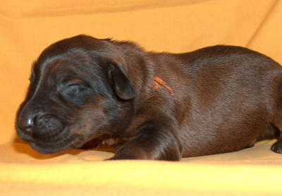 Briard Zucht Lbeck, Schleswig Holstein