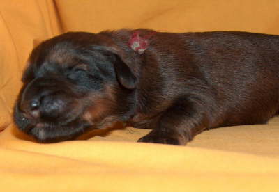 Briard Zucht Lbeck, Schleswig Holstein