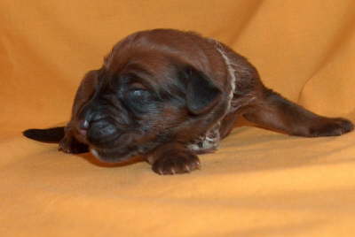 Briard Zucht Lbeck, Schleswig Holstein