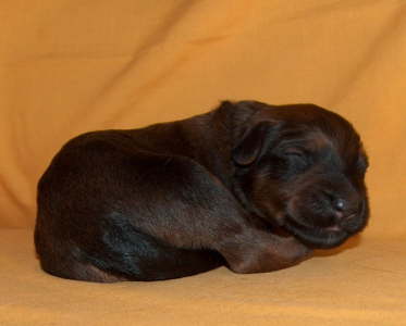 Briard Zucht Lbeck, Schleswig Holstein