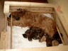 Wurfkiste  Briard Zucht aus L�beck