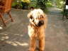 Briard Zucht L�beck, Schleswig-Holstein