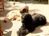 Briard Zucht L�beck, Schleswig-Holstein