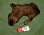Gr��envergleich nach 1 Woche  Briard Zucht aus L�beck
