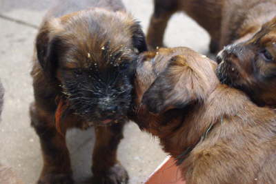 Briard Zucht Lbeck Schleswig Holstein