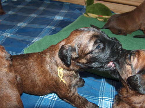 Briard Zuch Lbeck Schleswig Holstein 