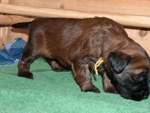 Briard Zuch Lbeck Schleswig Holstein 