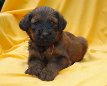 Briard Zucht Lbeck Schleswig Holstein