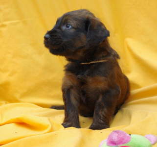 Briard Zucht Lbeck Schleswig Holstein