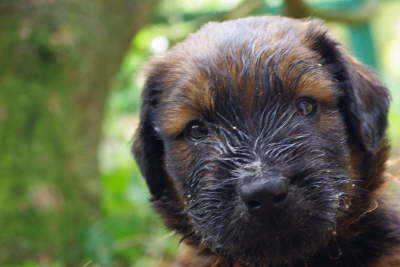 Briard Zucht Lbeck Schleswig Holstein