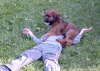 Briard Zucht L�beck, Schleswig-Holstein