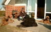 Briard Zucht L�beck, Schleswig-Holstein